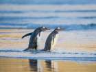 Gentoo Penguin during early morning at the coastline. Falkland Islands, Saunders Island. Art Print